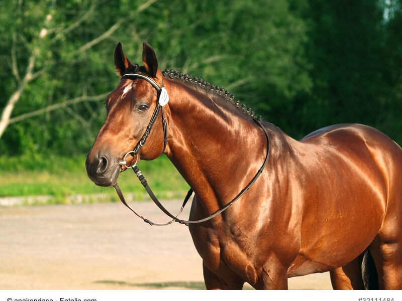 beautiful trakehner stallion