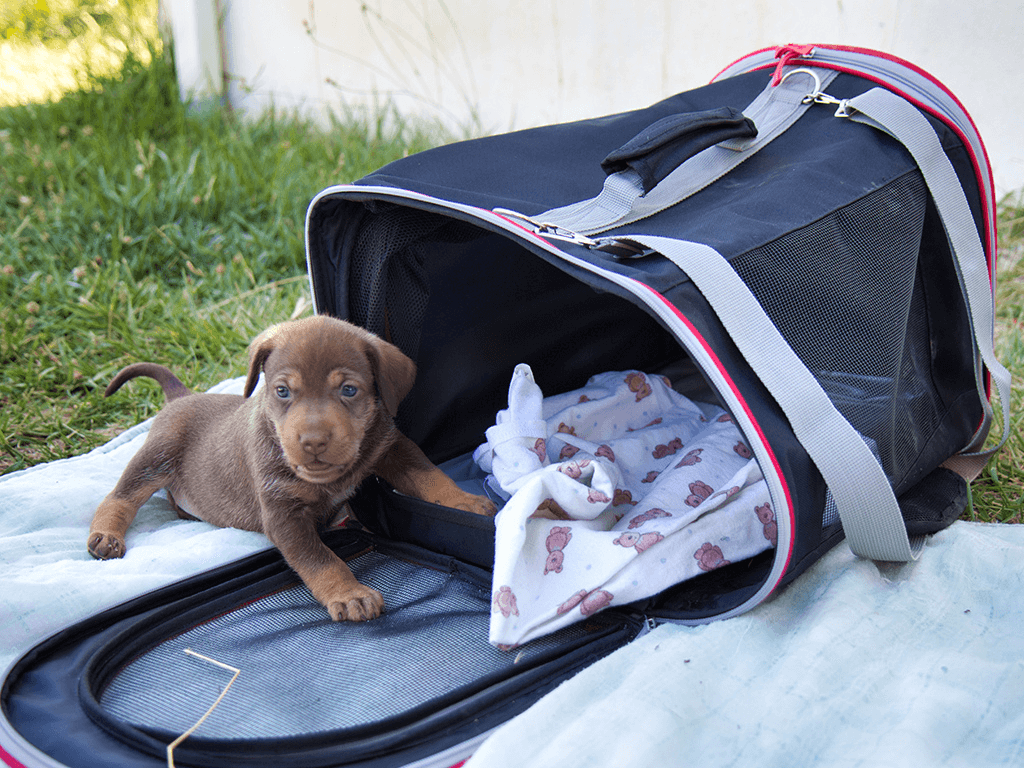 Welpe sitzt in Transporttasche