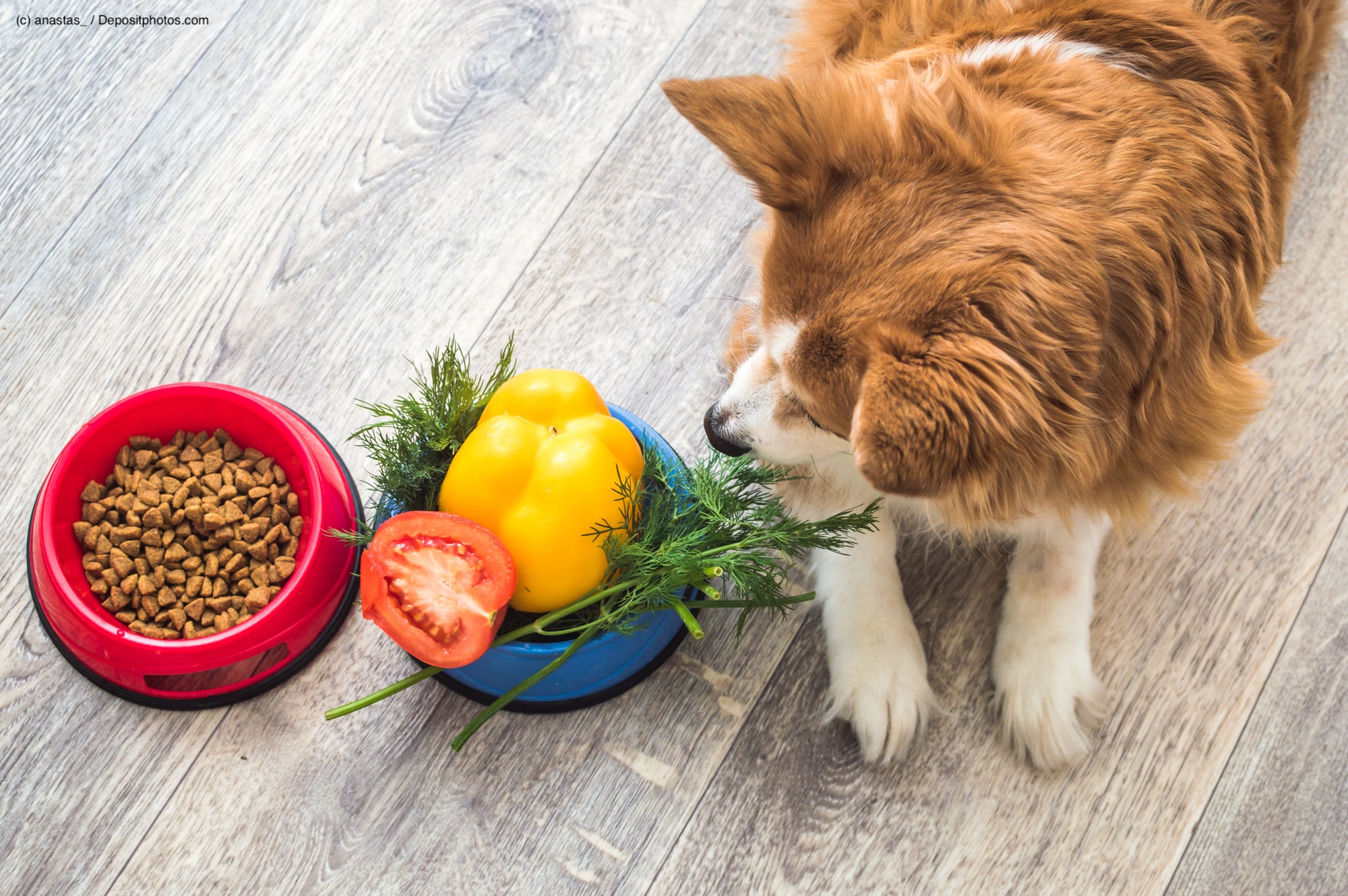 Ein Napf mit Trockenfutter und einer mit Gemüse auf dem Boden neben einem liegenden Hund, der die Näpfe anschaut. Die Beschriftung lautet: Bio-Hundefutter erfüllt die Bedürfnisse deines Vierbeiners in Bio-Qualität.