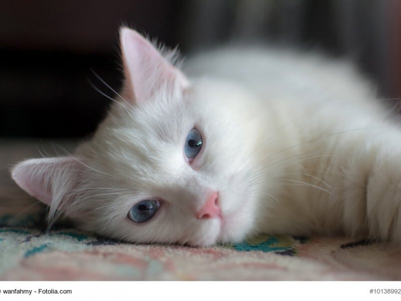 Schlafende Türkisch Angora Katze