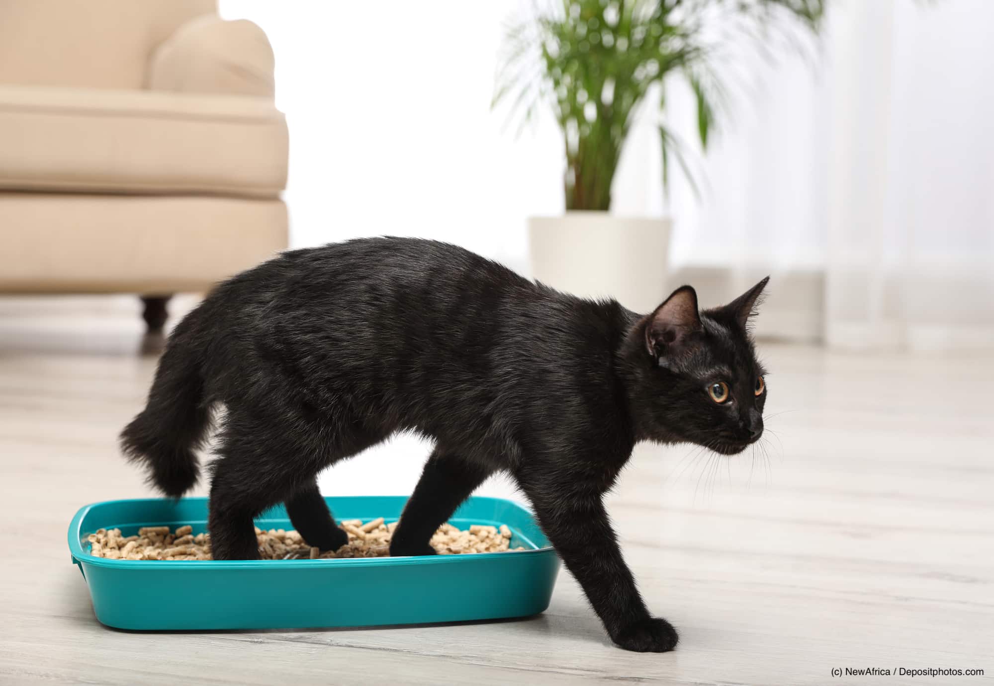 Kleine schwarze Katze verlässt eine Katzenklo-Schale in einem Wohnzimmer. Beschriftung lautet: Neben gesundheitlichen Ursachen ist das Katzenklos eine der häufigsten Ursachen für unsaubere Katzen.