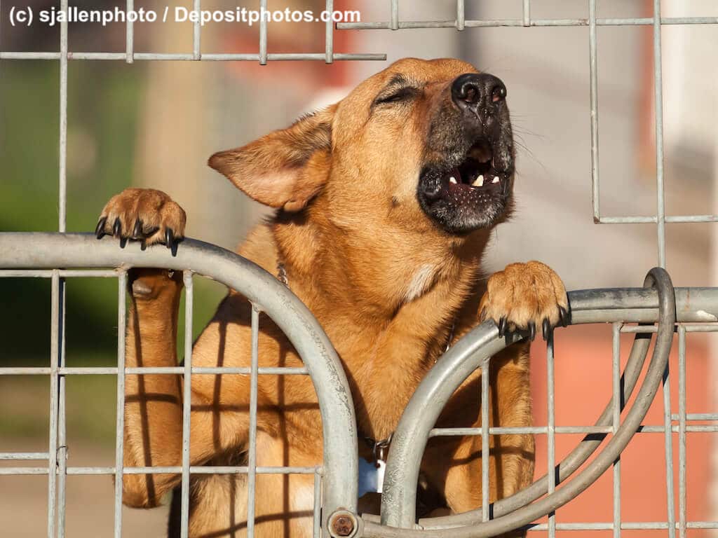 Brauner Hund bellt aufgerichtet hinter einem Tor