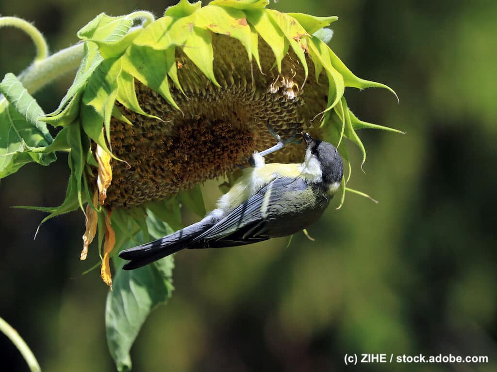 Natürlicher Garten für Wildvögel