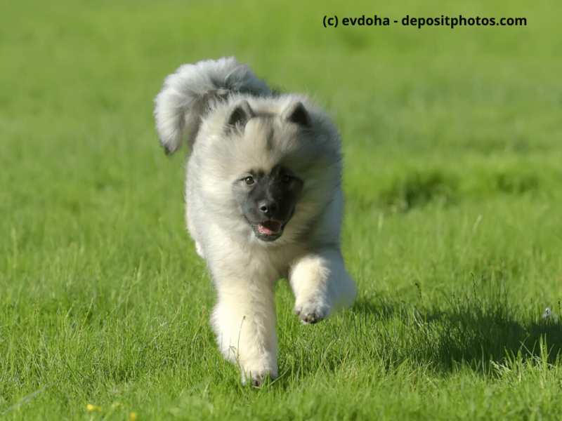 Wolfsspitz-Welpe-läuft-glücklich-durch-das-Gras