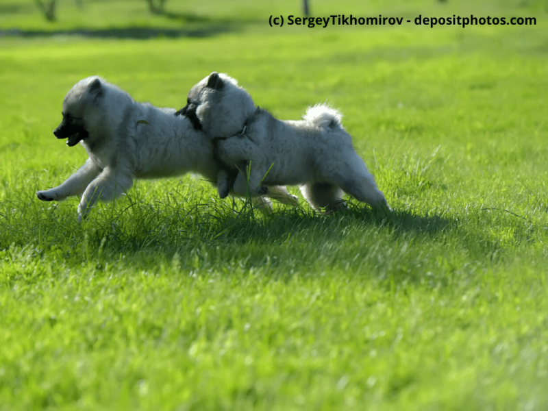 Wolfsspitz-Welpen-springen-Gras