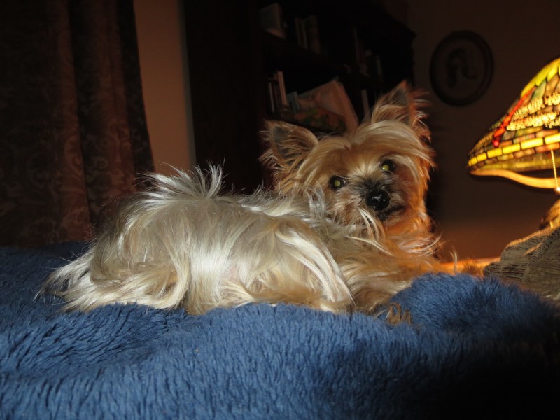 Yorkies brauchen die Nähe zu ihrem Menschen.