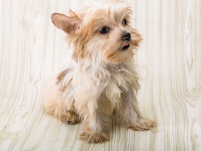 Yorkshire Terrier sind kleine Hunde mit einem großen Herzen.
