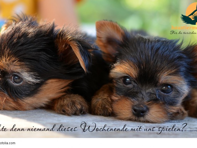 yorkshire terrier puppy