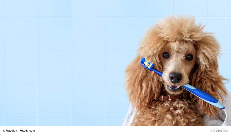 Zahnpflege für Hunde