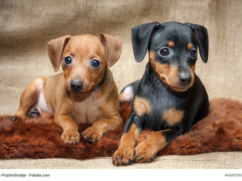 Zwei Zwergpinscher Welpen liegend