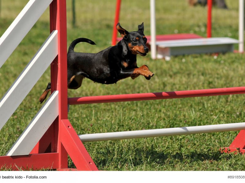Zwergpinscher während des Agilitys