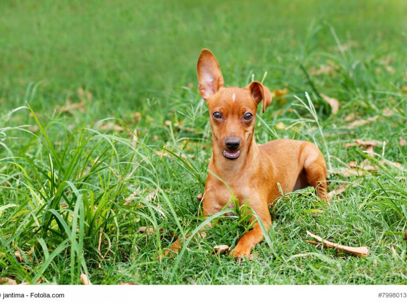 Brauner Zwergpinscher