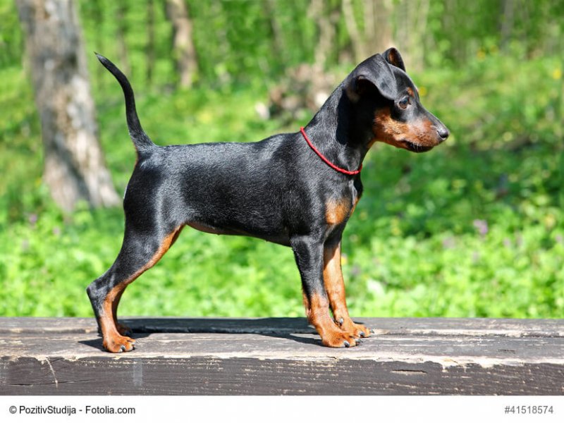 Junger Zwergpinscher von der Seite