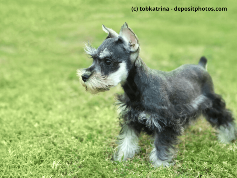 Zwergschnauzer-Welpe-auf-dem-Rasen