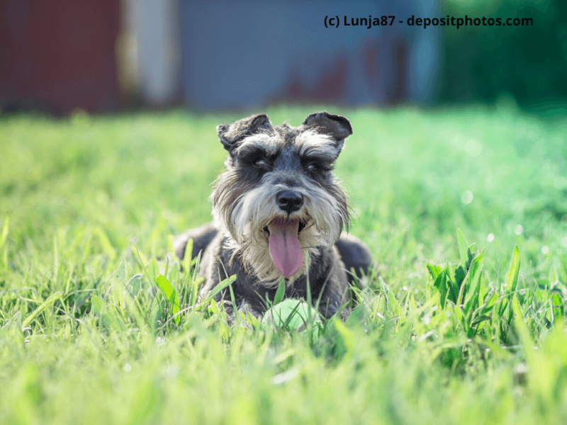 Zwergschnauzer-liegt-mit-Ball-im-Rasen