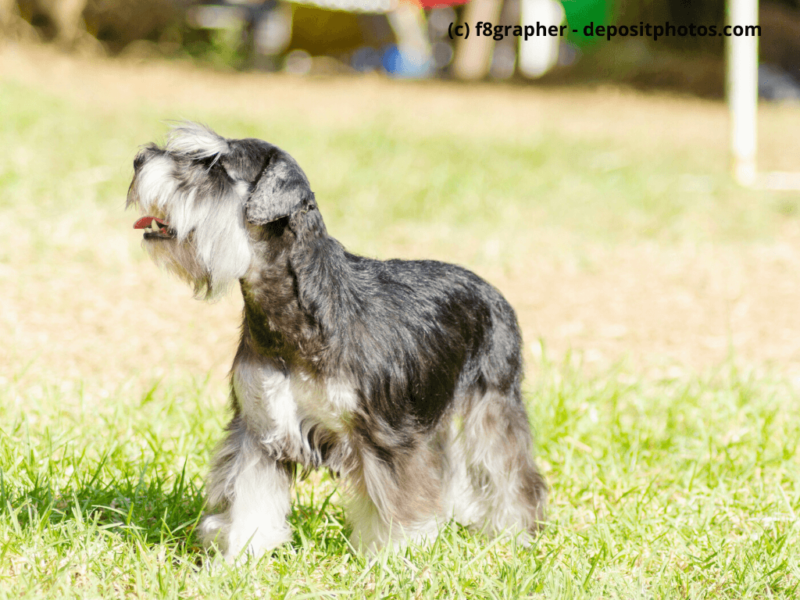 Zwergschnauzer-schwarz-silber-läuft-über-Rasen