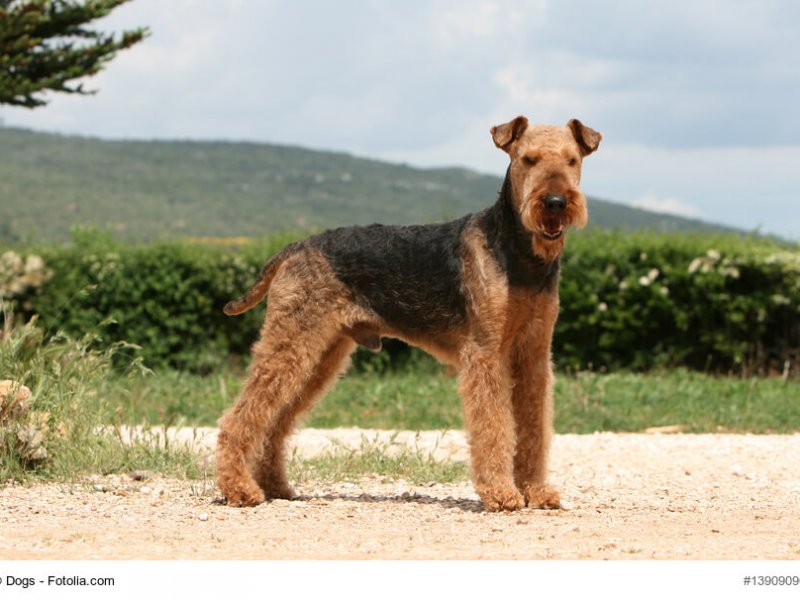 Stehender Airdale Terrier, der in die Sektion 1 der Hochläufigen Terrier gehört.