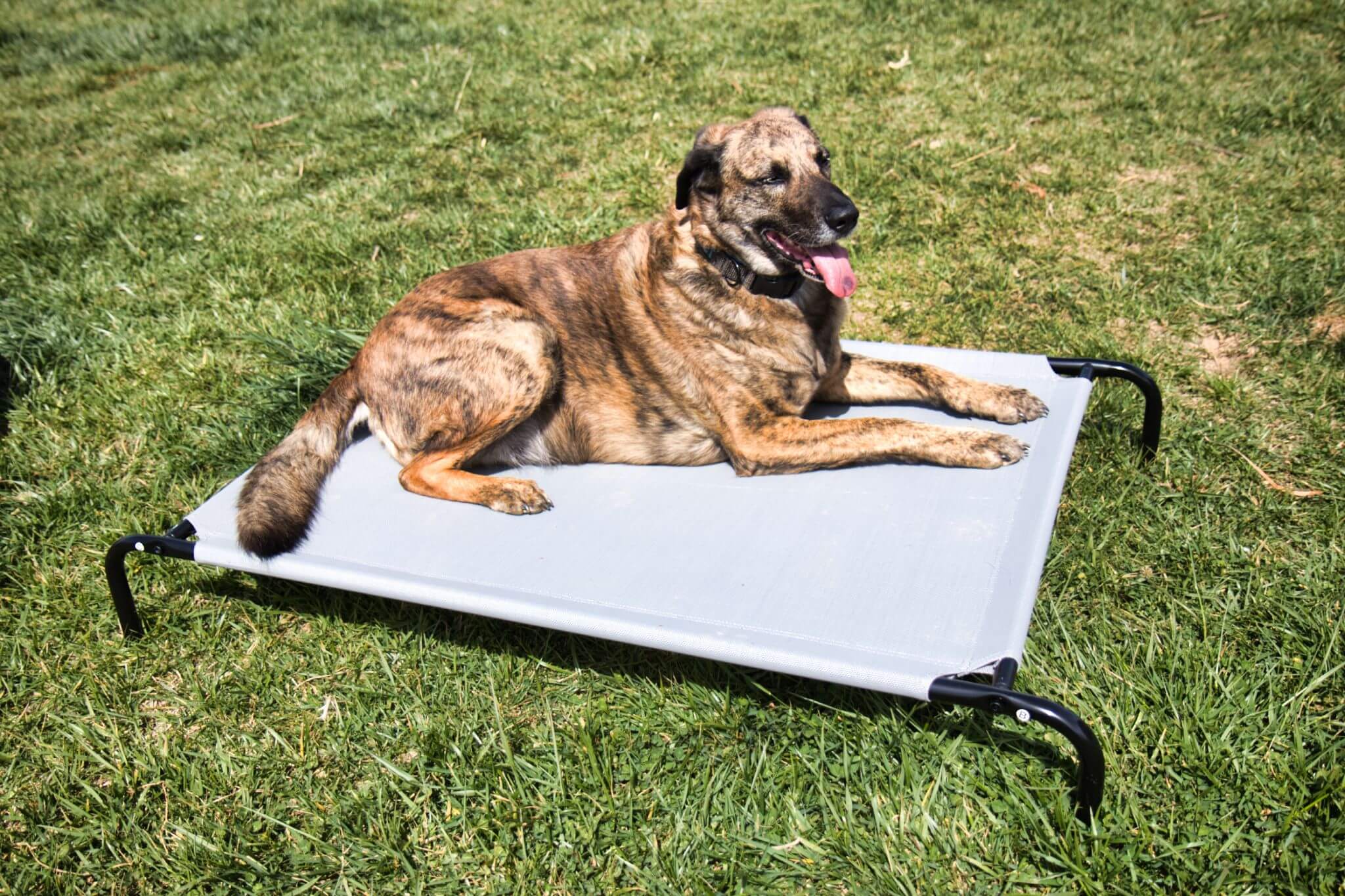Hundeliegen sind ideal, um darauf auch draußen zu chillen.
