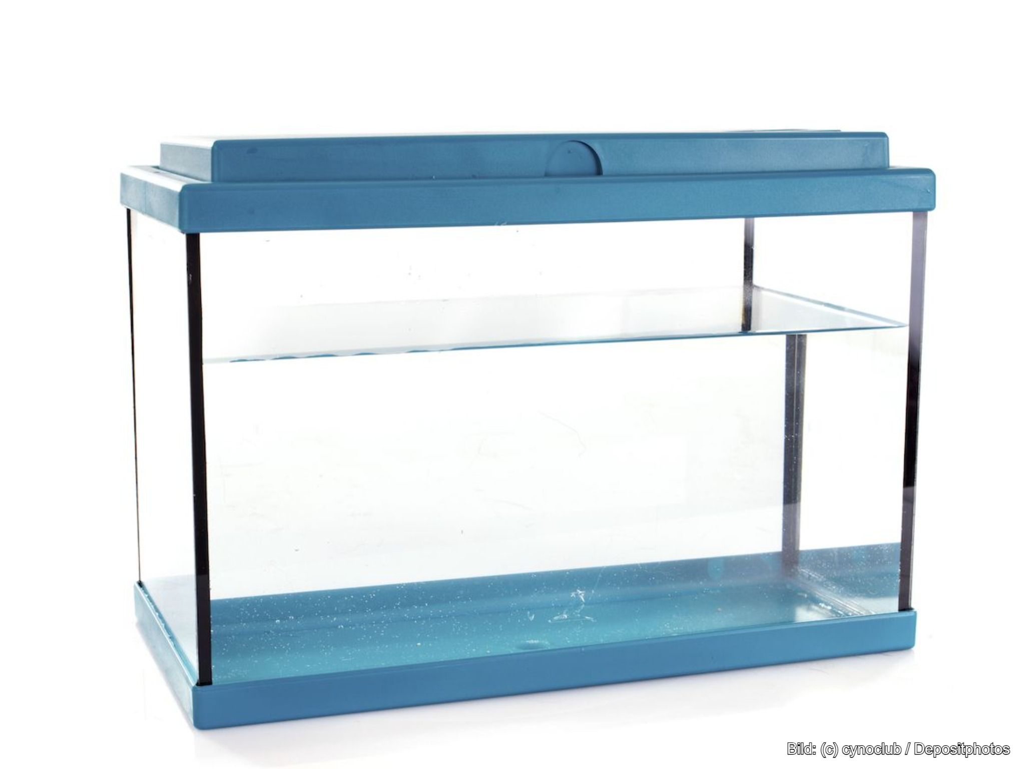 Aquarium-Becken für Anfänger