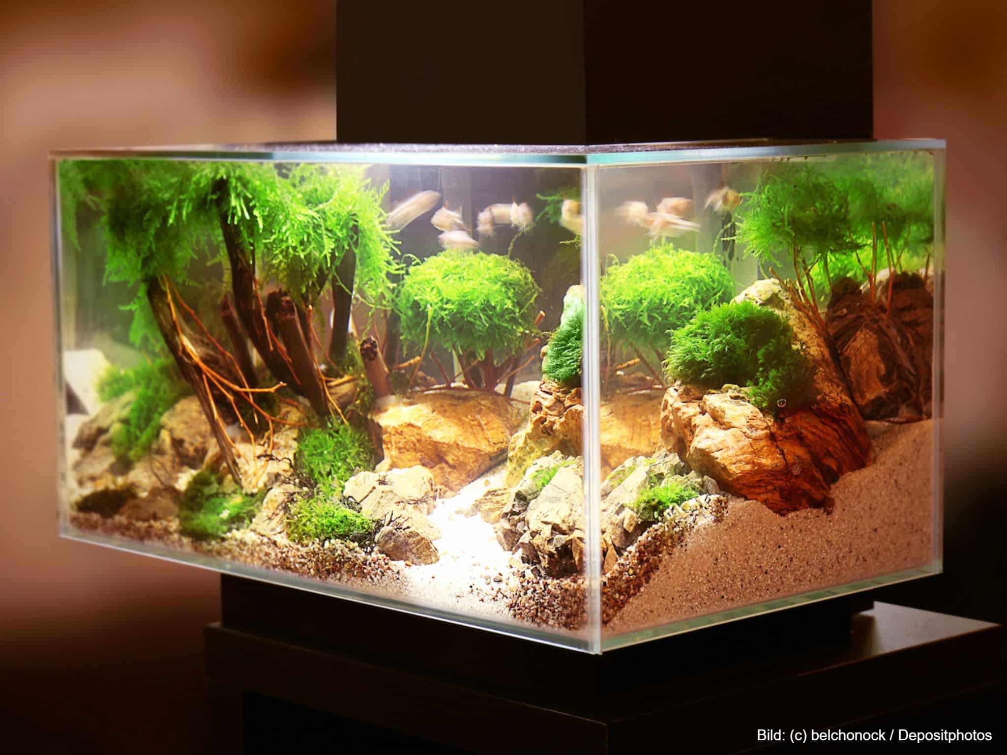 Aquarium-Silikon