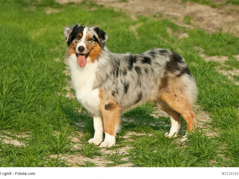 Australian Shepherd in einer „bunten“ Farbkombination