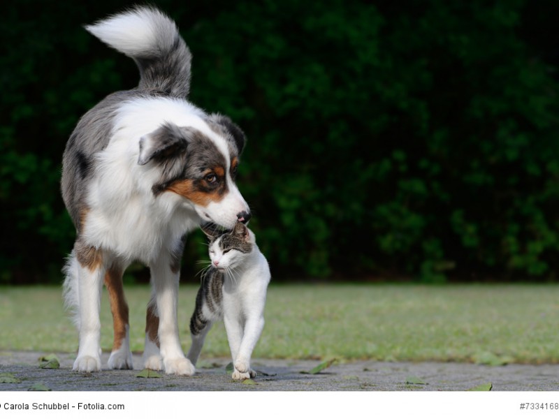 Aussies sind sehr verträgliche Hunde und nehmen auch Katzen in ihre „Herde“ mit auf.