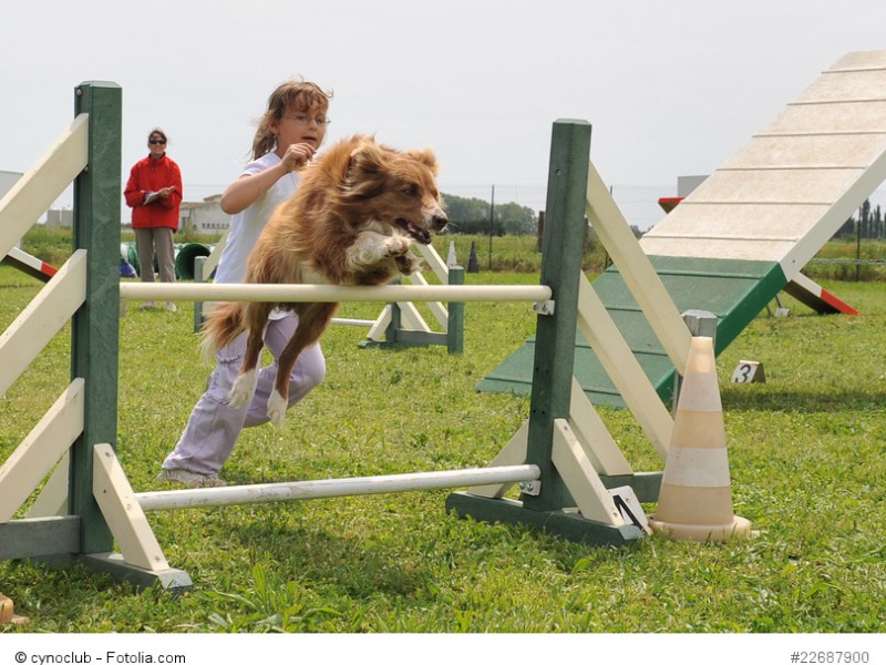 Bei richtiger Erziehung kannst du deinen Aussi auch mit deinem Kind zum Agility schicken.