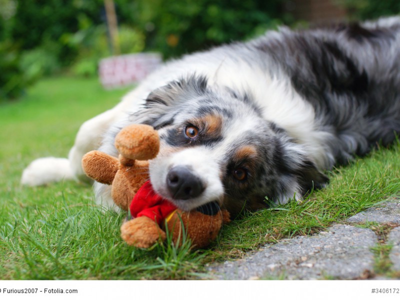 Bärenstarke Liebe bringt ein Australian Shepherd allen entgegen, die er als seine „Herde“ annimmt.