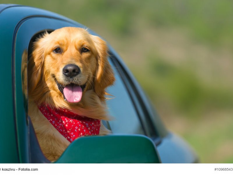 Golden Retriever schaut aus Autofenster
