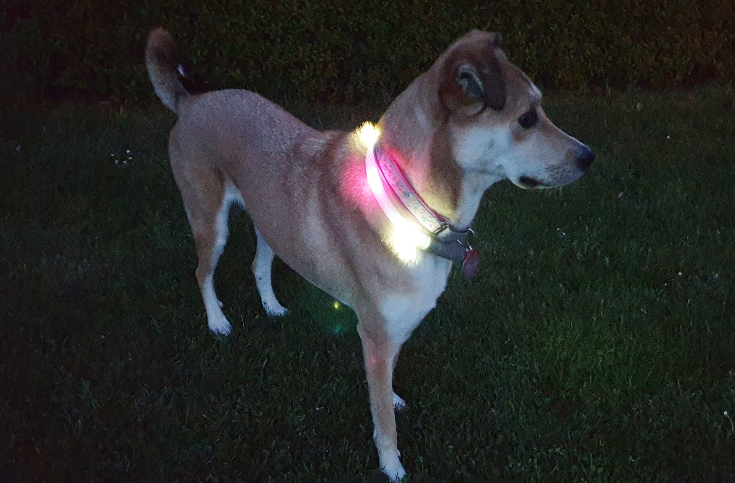 Hund steht mit Leuchthalsband im Dunkeln.