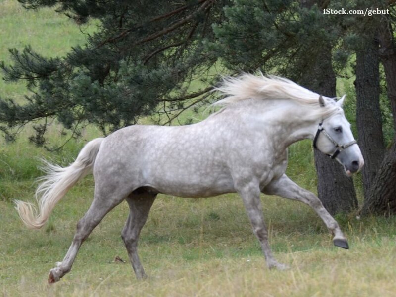 berber-pferderasse-galoppierender-berberhengst-picture-id507432281