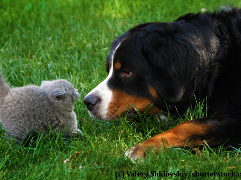 berner-sennenhund-kaetzchen