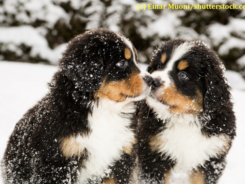 berner-sennenhund-welpen-schnee