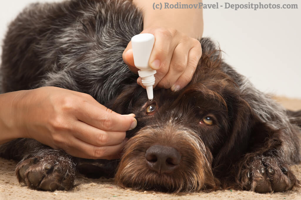 Ein Hund liegt auf dem Boden und eine Frau gibt ihm Augentropfen.