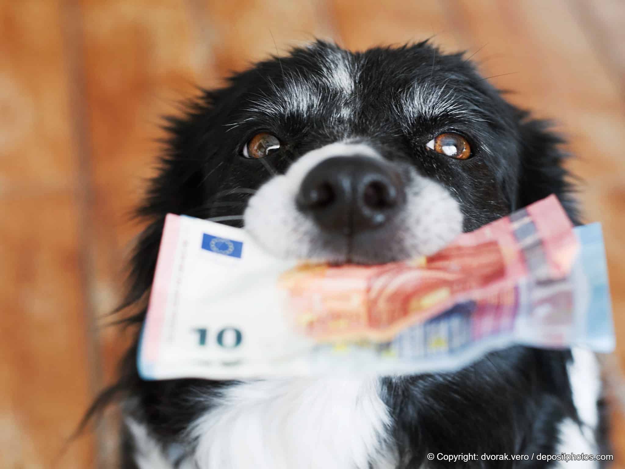 Border Collie hat Geld im Maul.