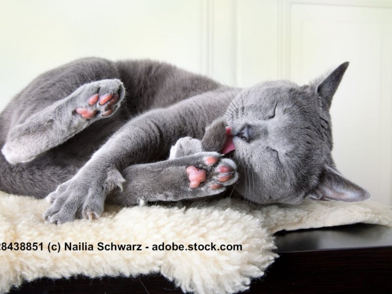 Katzenwäsche bei der Russisch Blau