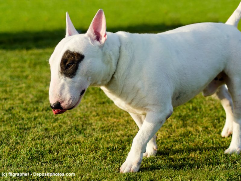 Junger weiß-schwarzer Bull Terrier