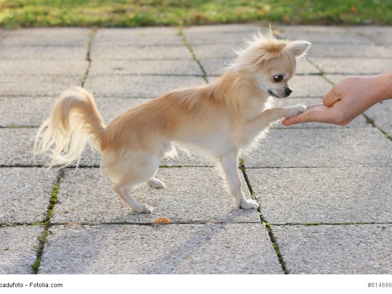 Chihuahua sind sehr kluge Tiere und lernen schnell