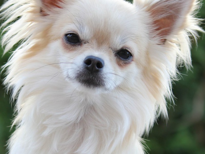 Ein weisser Chihuahua im Portrait