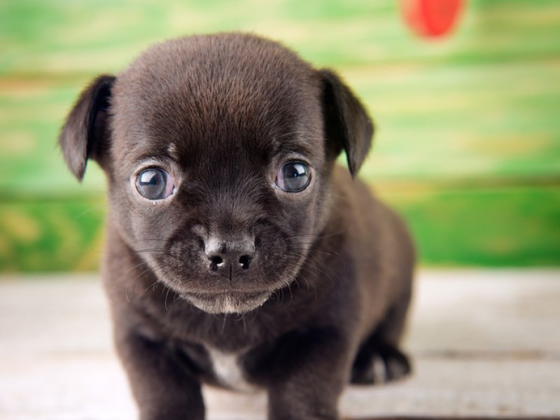 Wer kann so einem kleinen Hund schon widerstehen?