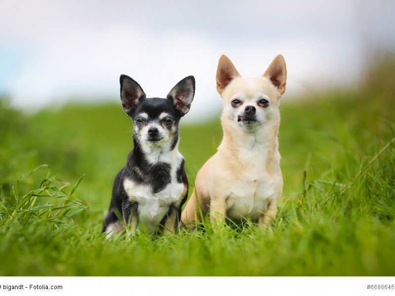 Bei den Chihuahuas gibt es auch kurzhaarige Vertreter