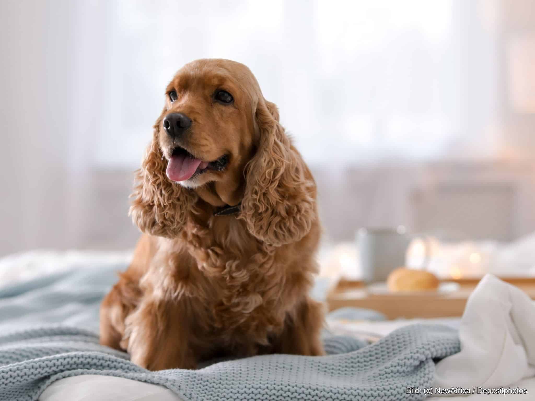 Hund auf waschbarer Hundedecke