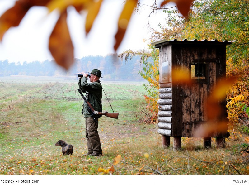 Auch heutzutage werden Dackel noch zur Jagd eingesetzt.