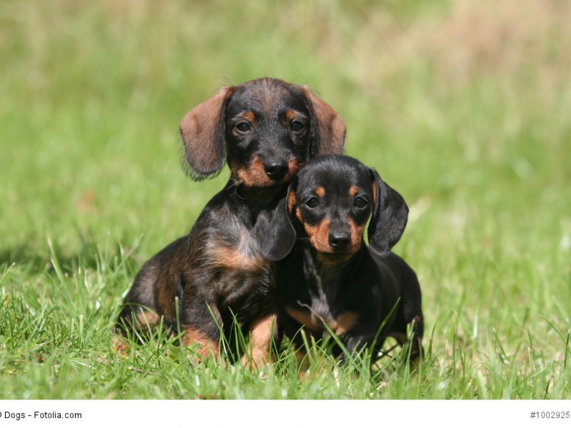 Die typische Ohrform und -haltung ist schon bei Dachshundwelpen erkennbar.