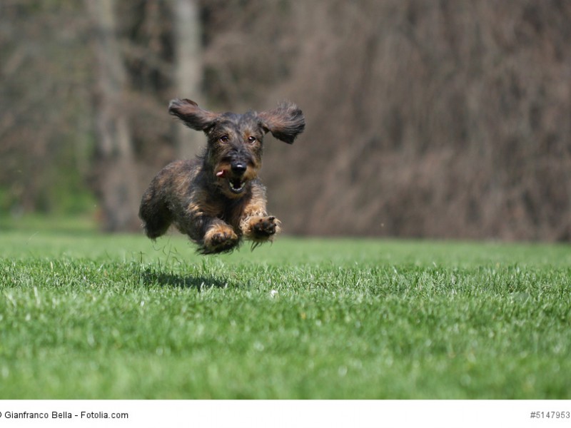 Dackel sind ursprünglich als Jagdhunde eingesetzt worden.