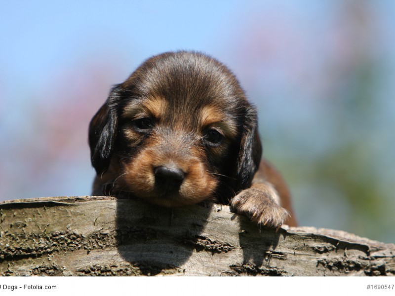 Ein Dackelwelpe, auch Dachshund oder Teckel genannt.