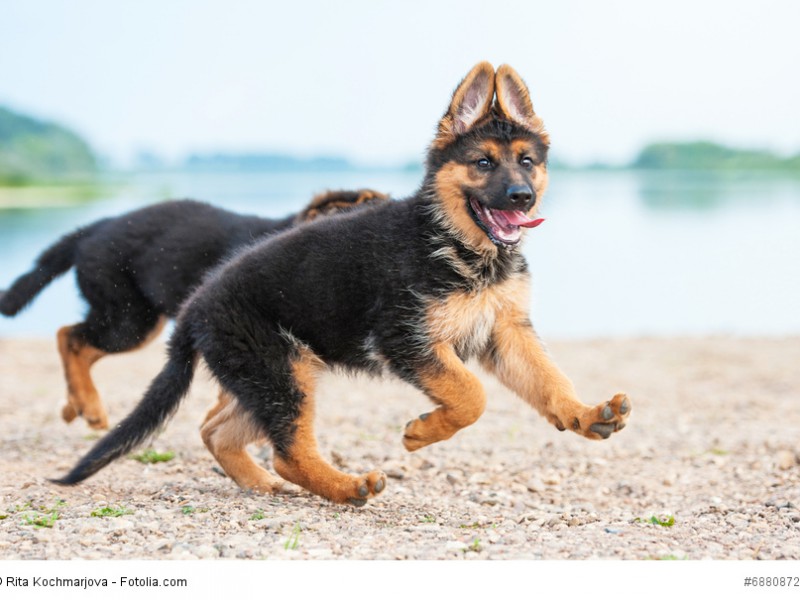 Nicht nur junge Schäferhunde brauchen viel Bewegung.