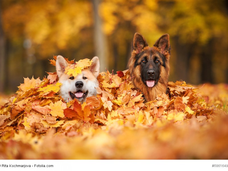 Du kannst deinen Schäferhund problemlos mit anderen Hunden vergesellschaften.