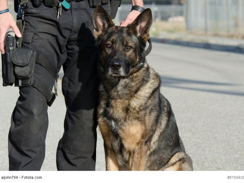 Deutsche Schäferhunde sind durch ihr tapferes und konzentriertes Wesen hervorragende Polizeihunde.