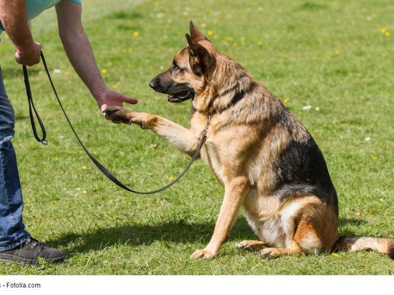 Ein Schäferhund braucht Bewegung und eine Aufgabe, auch wenn es nur Pfötchen geben ist.